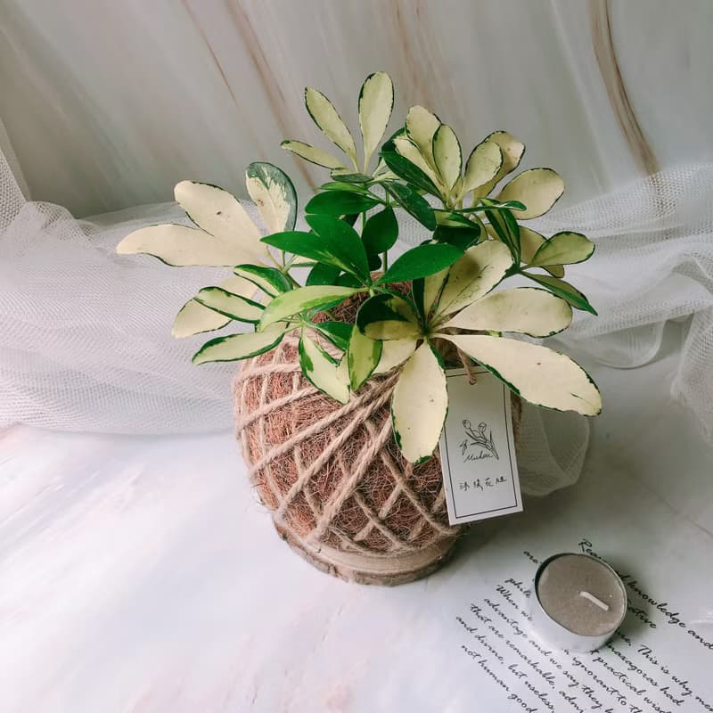 小苔球 斑葉鵝掌藤 植栽