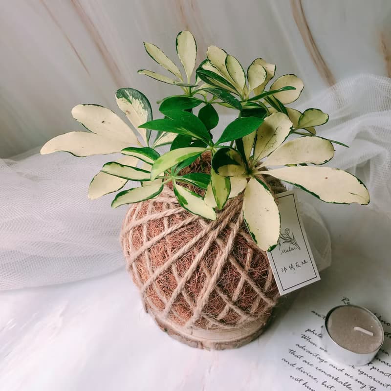 小苔球 斑葉鵝掌藤 植栽
