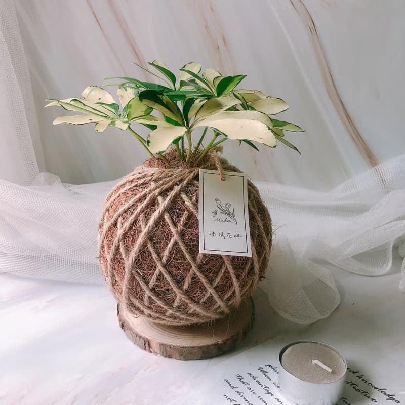 小苔球 斑葉鵝掌藤 植栽