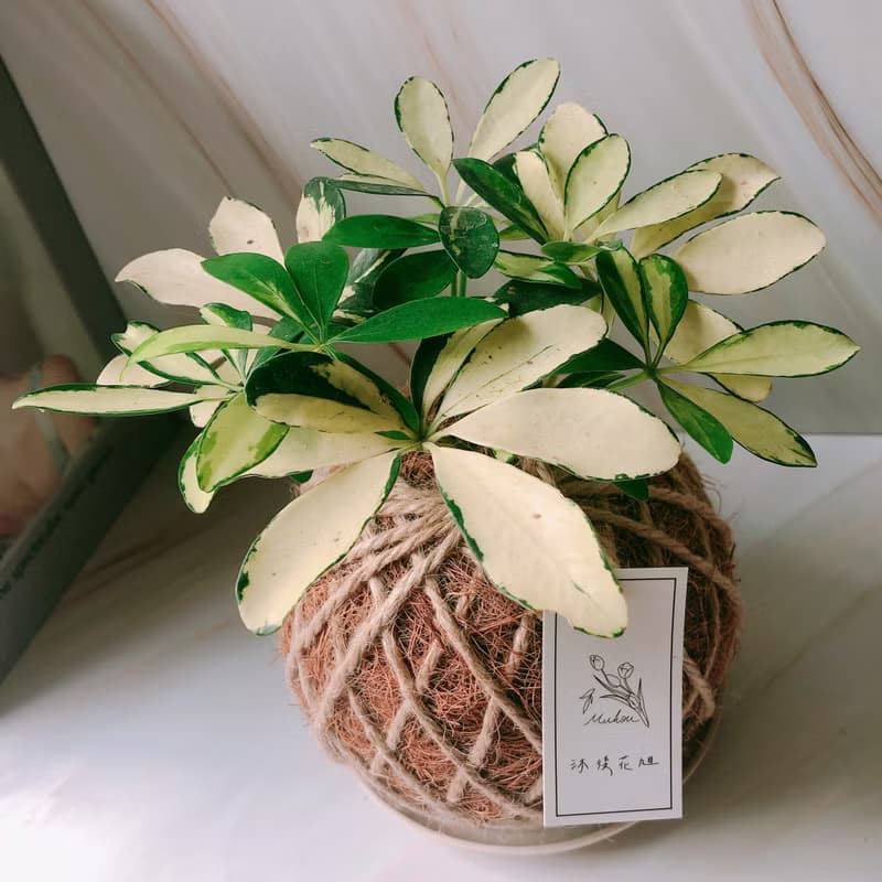 小苔球 斑葉鵝掌藤 植栽