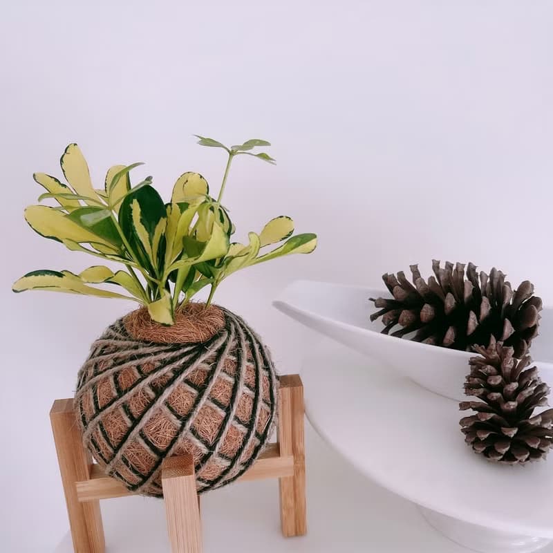 小苔球 斑葉鵝掌藤 植栽