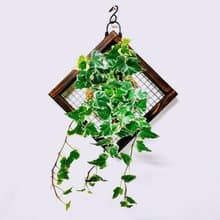 白斑常春藤苔球│板植│室內植物│窗邊植物│觀葉植物