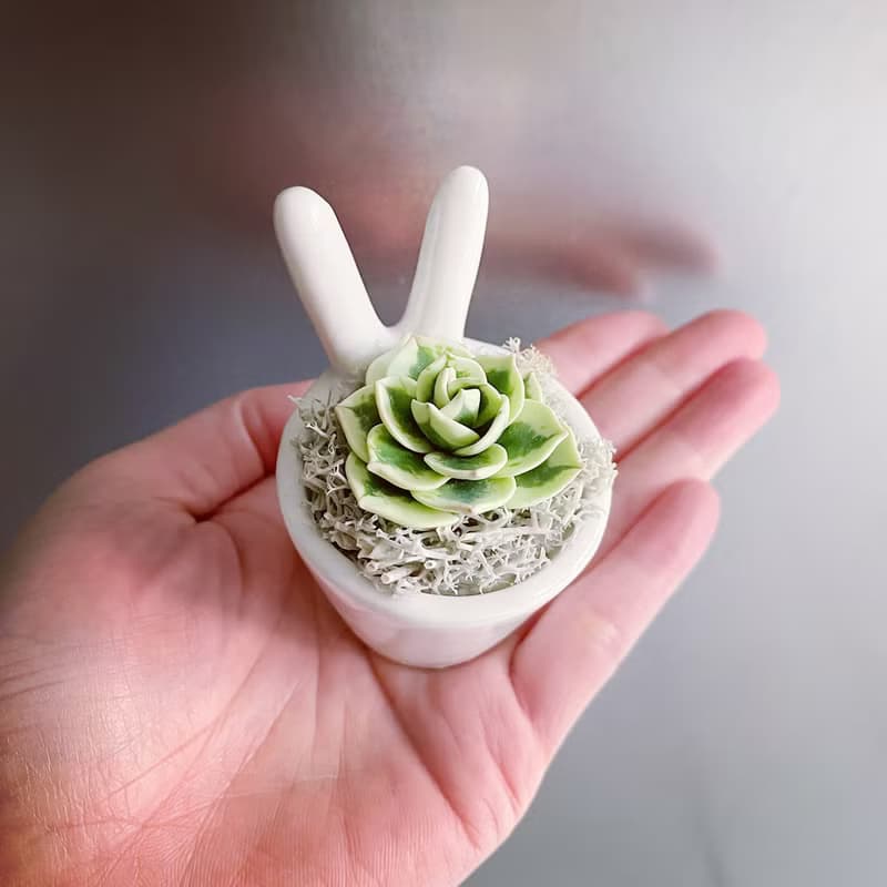 富士。仿真黏土多肉植物_兔耳白瓷盆