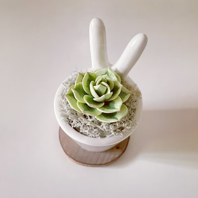 富士。仿真黏土多肉植物_兔耳白瓷盆