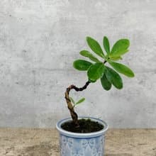 冰裂盆迷你盆栽地根棉