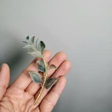 尤加利。胸針。沾浸藝術花。飾物。生日禮物