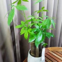 簡約質樸風 發財樹小品水泥盆 佈置空間或送禮心意皆適宜
