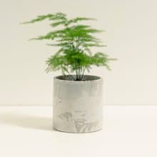 文竹│泥作系列│福所栽
