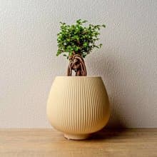 榆樹 線條圓陶盆黃色 窄口 桌上型盆栽 開幕送禮 喬遷禮物 植栽