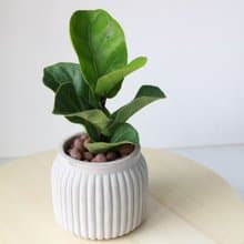 植栽 盆栽 l 琴葉榕(小盆) 寬瓶口經典水泥盆 提琴盒形狀葉片