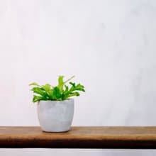 【室內盆栽】鹿角山蘇 室內植物 觀葉植物 開幕送禮 升遷