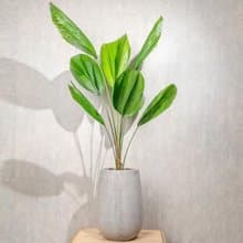圓扇蒲葵水泥盆栽 落地盆栽 灰水滴磨石花盆 開幕送禮  喬遷禮
