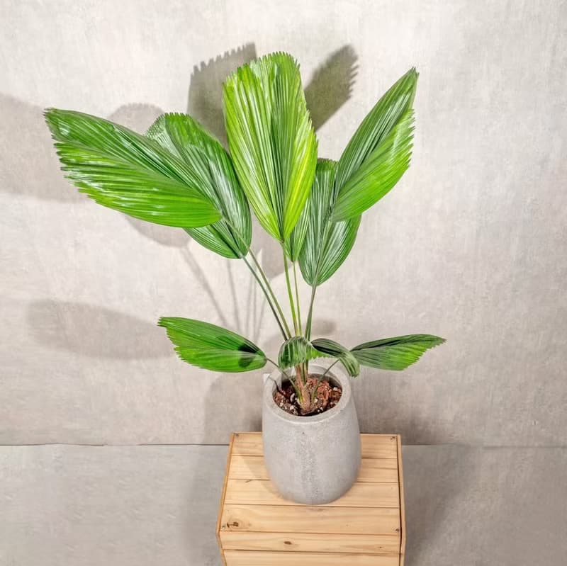 圓扇蒲葵水泥盆栽 落地盆栽 灰水滴磨石花盆 開幕送禮  喬遷禮