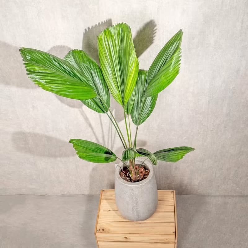 圓扇蒲葵水泥盆栽 落地盆栽 灰水滴磨石花盆 開幕送禮  喬遷禮