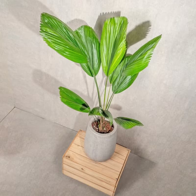 圓扇蒲葵水泥盆栽 落地盆栽 灰水滴磨石花盆 開幕送禮  喬遷禮