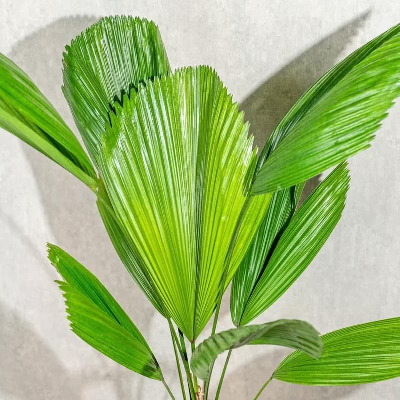 圓扇蒲葵水泥盆栽 落地盆栽 灰水滴磨石花盆 開幕送禮  喬遷禮