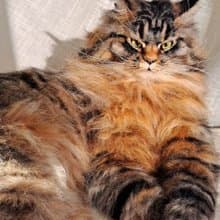 毛氈逼真的貓羊毛雕塑