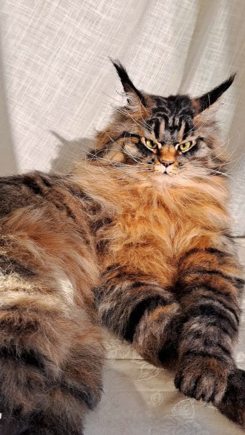 毛氈逼真的貓羊毛雕塑