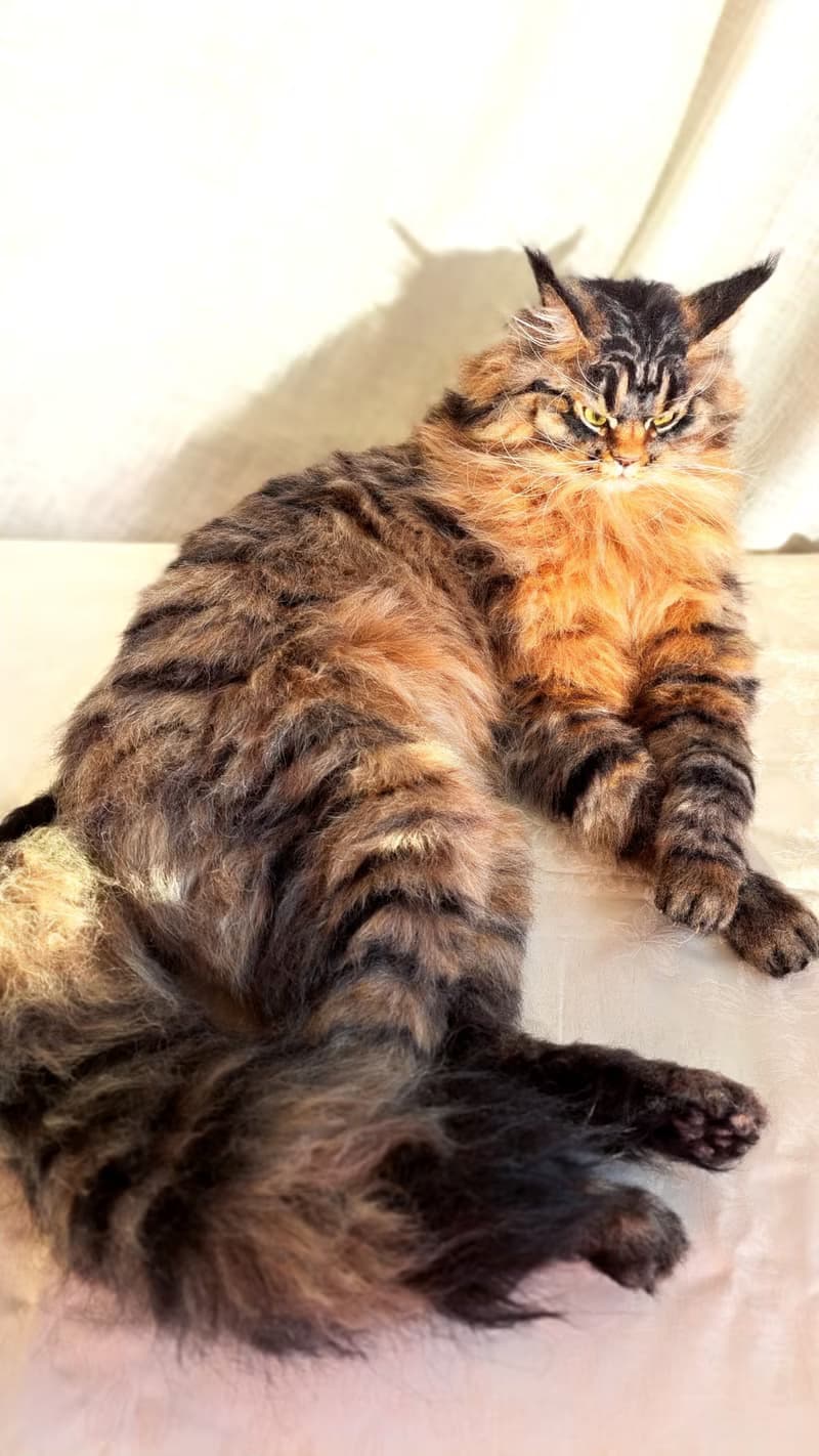 毛氈逼真的貓羊毛雕塑