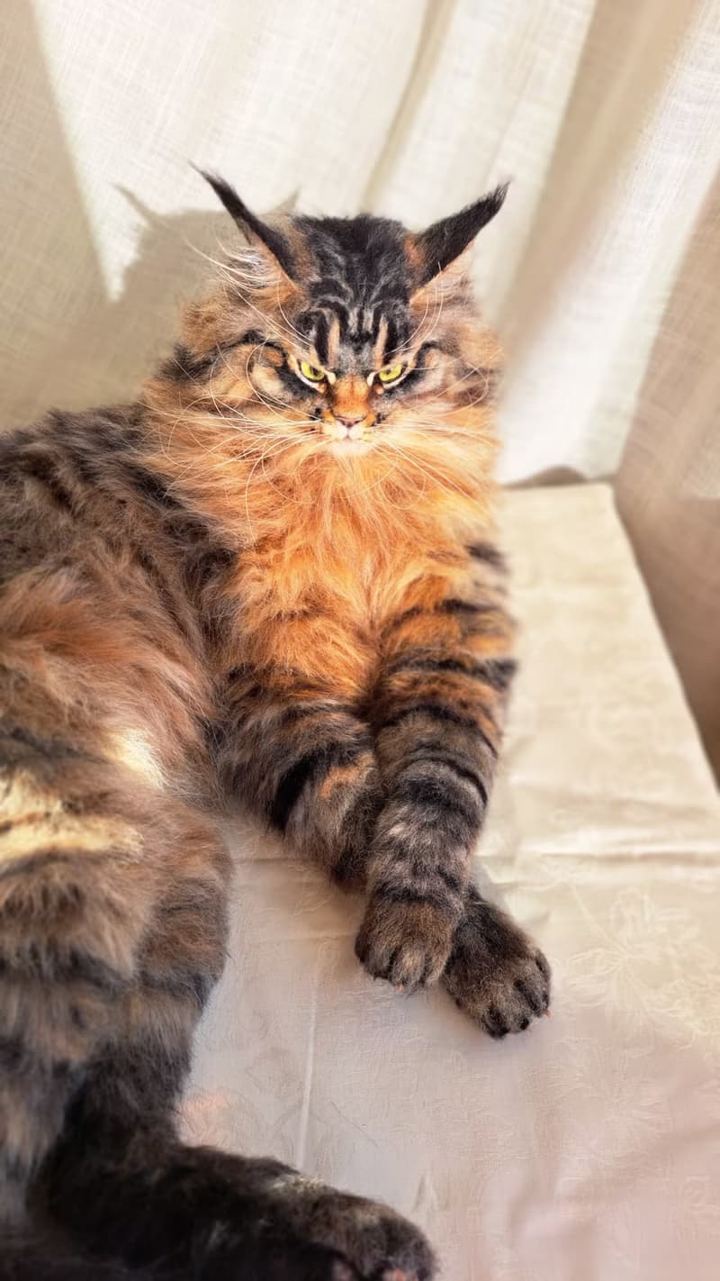 毛氈逼真的貓羊毛雕塑