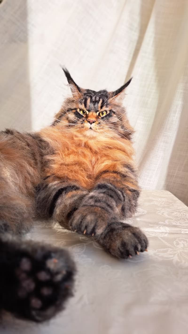 毛氈逼真的貓羊毛雕塑