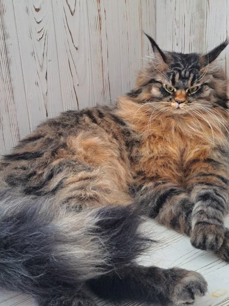 毛氈逼真的貓羊毛雕塑