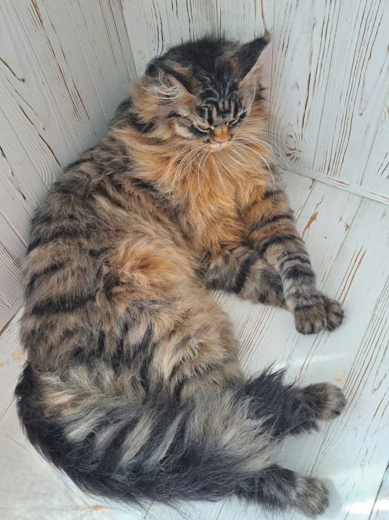 毛氈逼真的貓羊毛雕塑