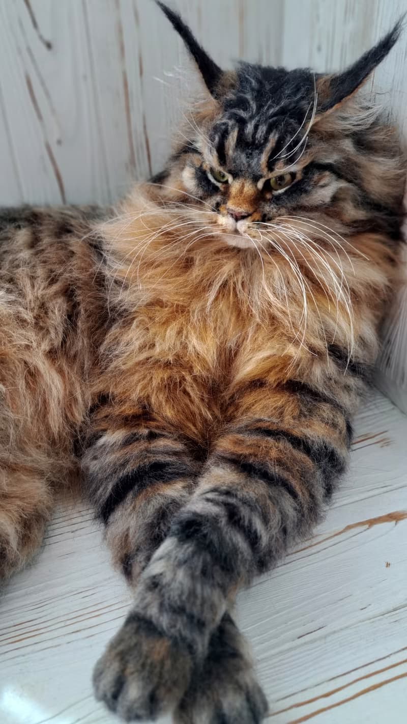 毛氈逼真的貓羊毛雕塑