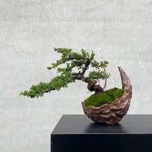 小品盆栽-系魚川真柏  盆景 送禮