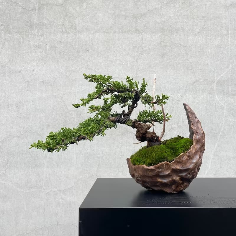 小品盆栽-系魚川真柏  盆景 送禮