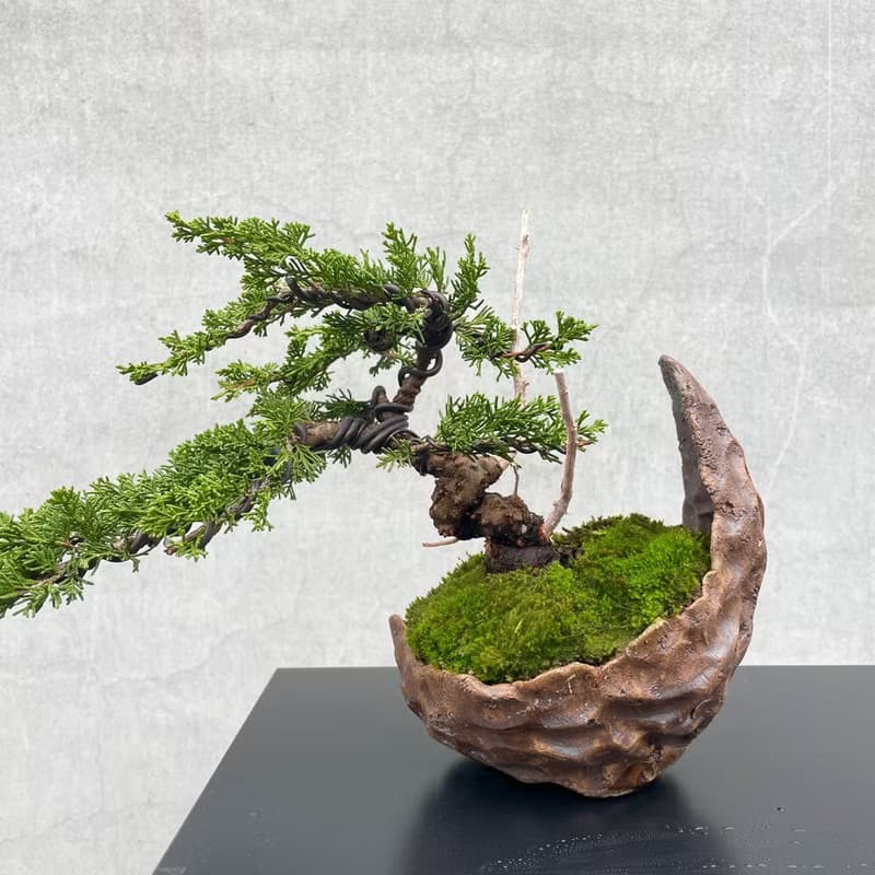 小品盆栽-系魚川真柏  盆景 送禮