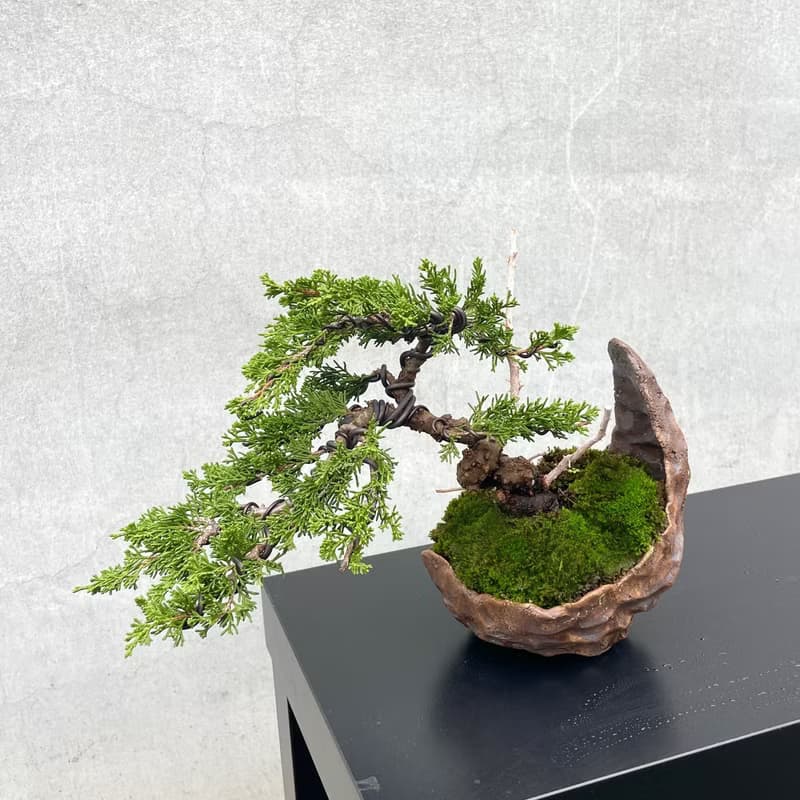 小品盆栽-系魚川真柏  盆景 送禮
