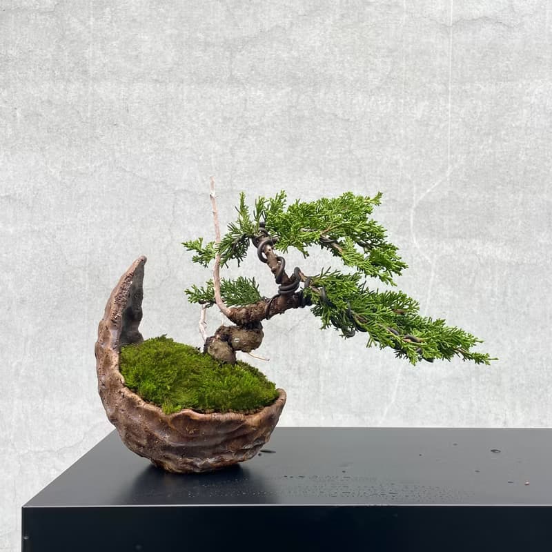 小品盆栽-系魚川真柏  盆景 送禮