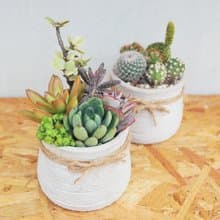 【荳荳多肉】【甕型泥盆植栽組合】喬遷│送禮│升遷│多肉植物