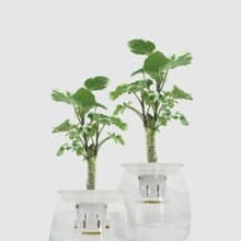 │ 玻璃系列 │ 斑葉福祿桐 - 水耕盆栽 魚水共生 辦公室植物