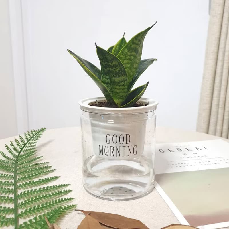 植栽 室內盆栽 虎尾蘭 懶人盆栽