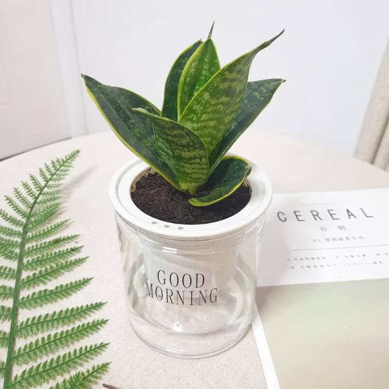 植栽 室內盆栽 虎尾蘭 懶人盆栽