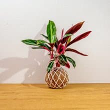 苔球植物 彩虹竹芋苔球 苔玉 禮物 送禮 桌上盆栽