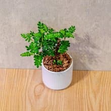 胡椒木 莫蘭迪色系直紋陶盆 室內植物 觀葉植物 禮物 盆栽