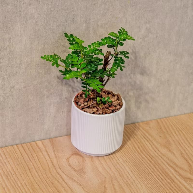 胡椒木 莫蘭迪色系直紋陶盆 室內植物 觀葉植物 禮物 盆栽
