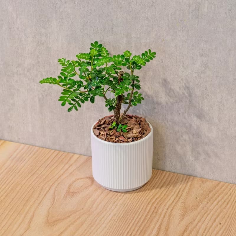 胡椒木 莫蘭迪色系直紋陶盆 室內植物 觀葉植物 禮物 盆栽