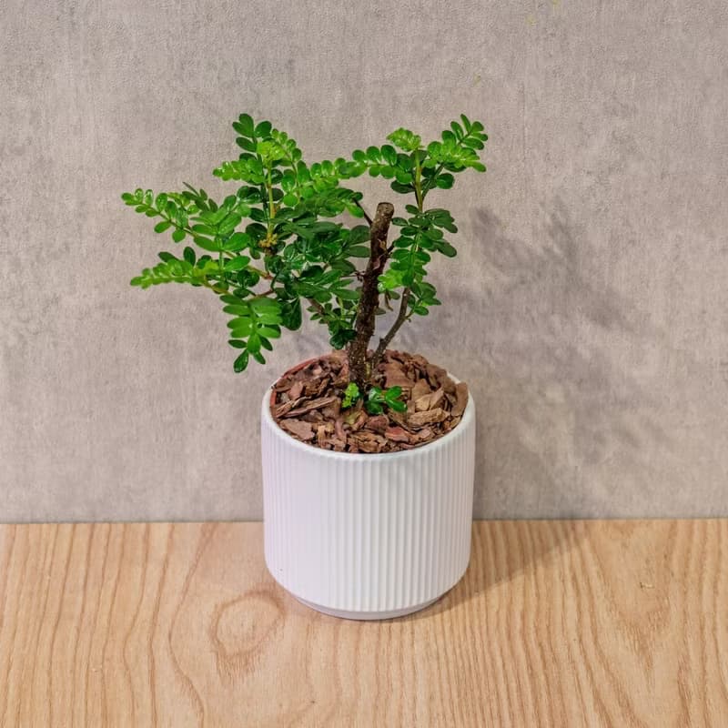 胡椒木 莫蘭迪色系直紋陶盆 室內植物 觀葉植物 禮物 盆栽
