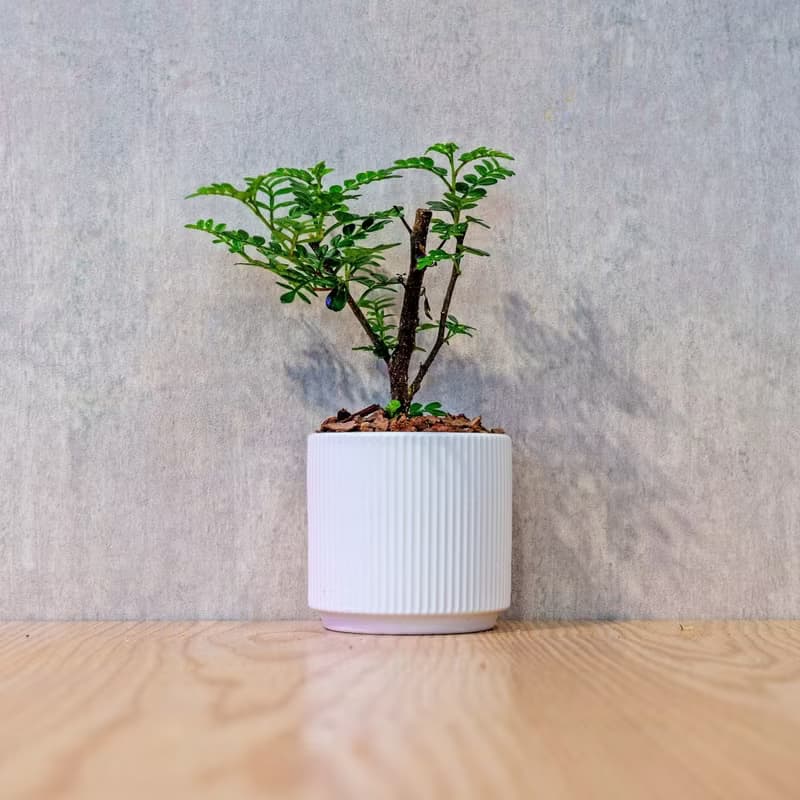 胡椒木 莫蘭迪色系直紋陶盆 室內植物 觀葉植物 禮物 盆栽