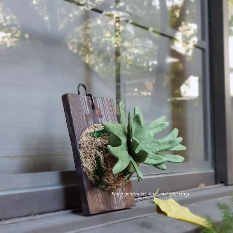 植態寫真-侏儒爪哇鹿角蕨壁掛