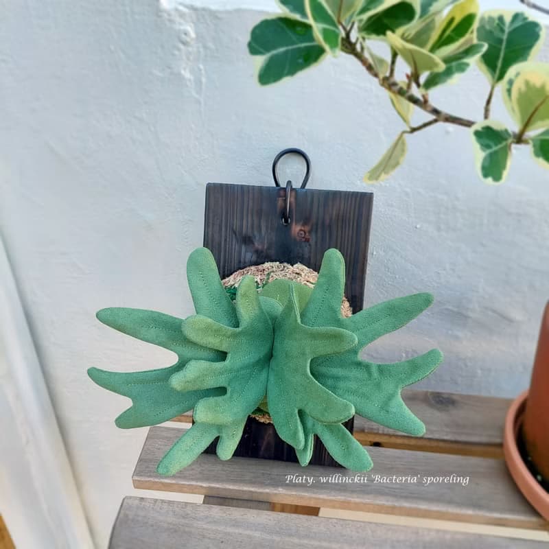 植態寫真-侏儒爪哇鹿角蕨壁掛