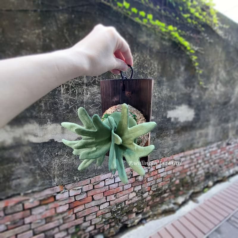 植態寫真-侏儒爪哇鹿角蕨壁掛