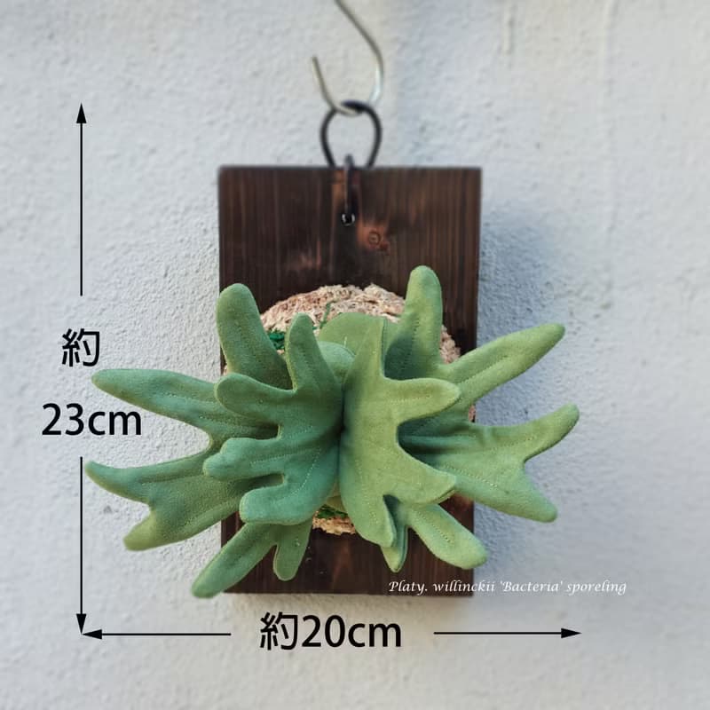 植態寫真-侏儒爪哇鹿角蕨壁掛