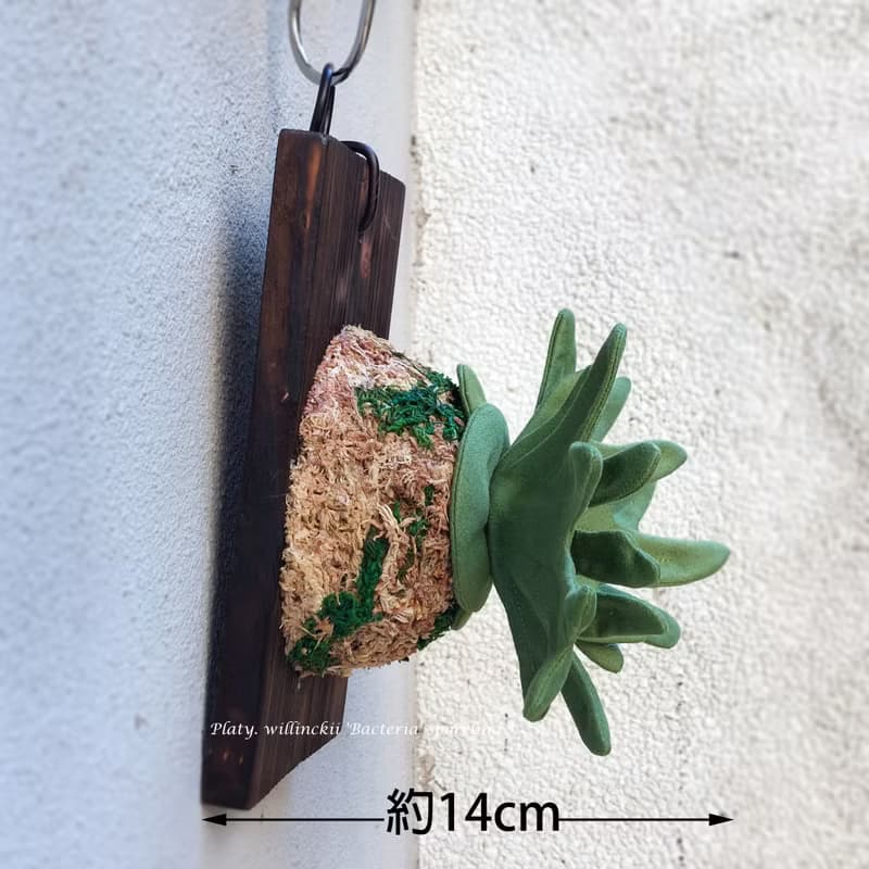 植態寫真-侏儒爪哇鹿角蕨壁掛