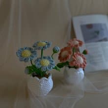 ZHII studio 馬卡龍色小雛菊盆栽 編織花盆 禮盒包裝 情人節花禮