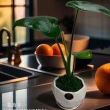 文青首選 心型龜背芋  室內植物 好照顧 送禮自用擺設